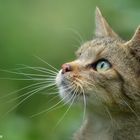 Europäische Wildkatze (Felis silvestris) #3