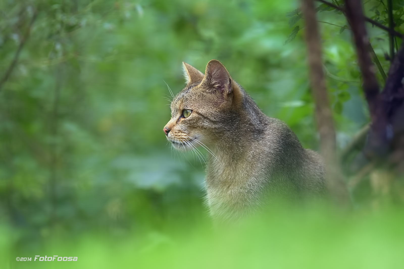 Europäische Wildkatze (Felis silvestris) #4