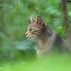 Europäische Wildkatze (Felis silvestris) #4