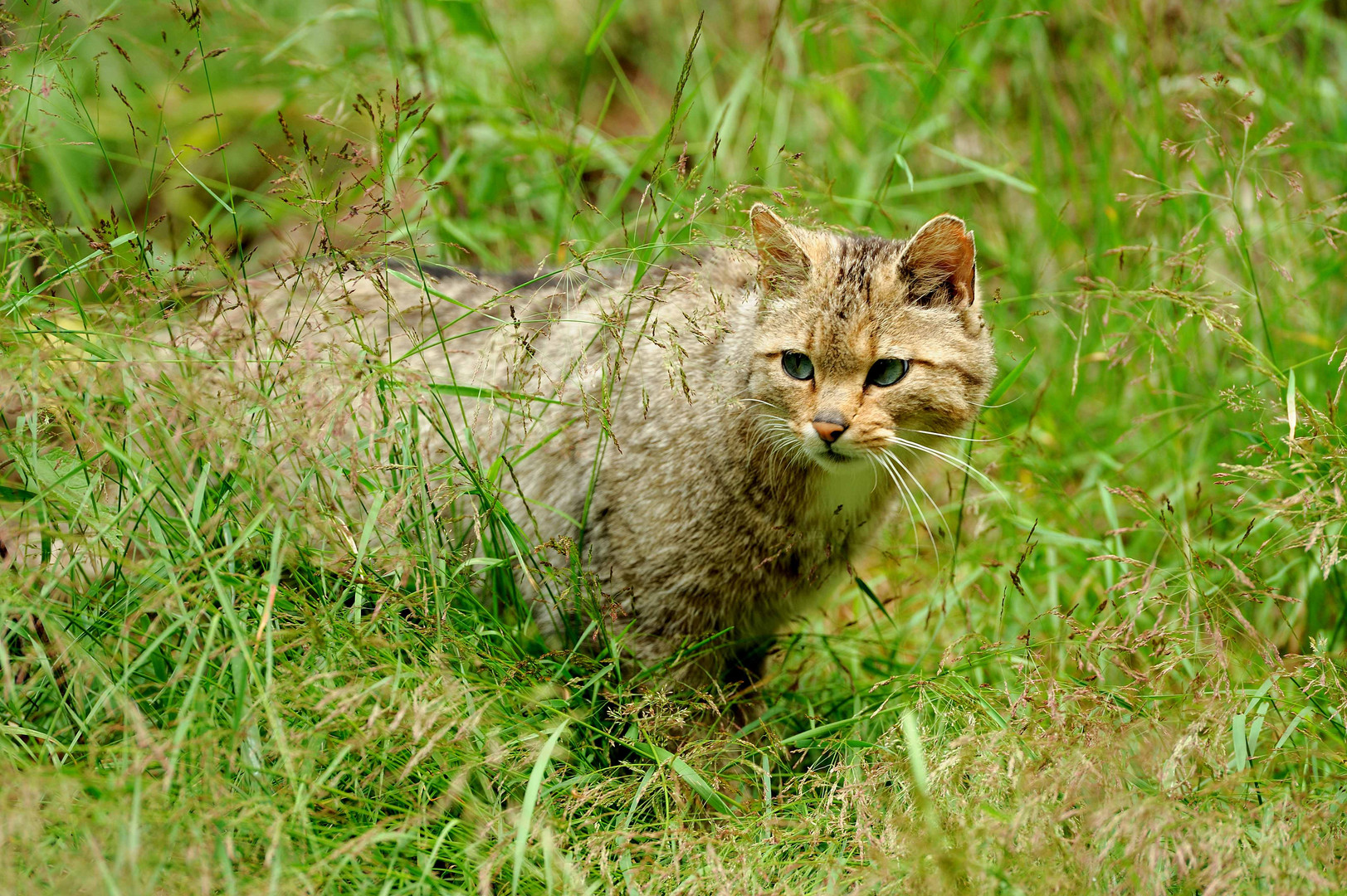 Europäische Wildkatze (Felis silvestris silvestris)