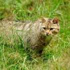 Europäische Wildkatze (Felis silvestris silvestris)