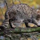 Europäische Wildkatze (Felis silvestris silvestris)