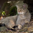 Europäische Wildkatze  (Felis silvestris silvestris) 