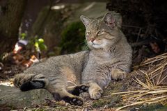 Europäische Wildkatze  (Felis silvestris silvestris) 