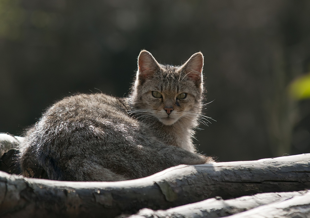 Europäische Wildkatze II