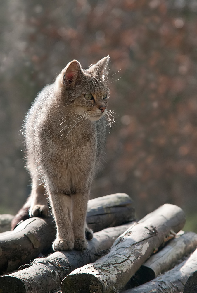 Europäische Wildkatze III