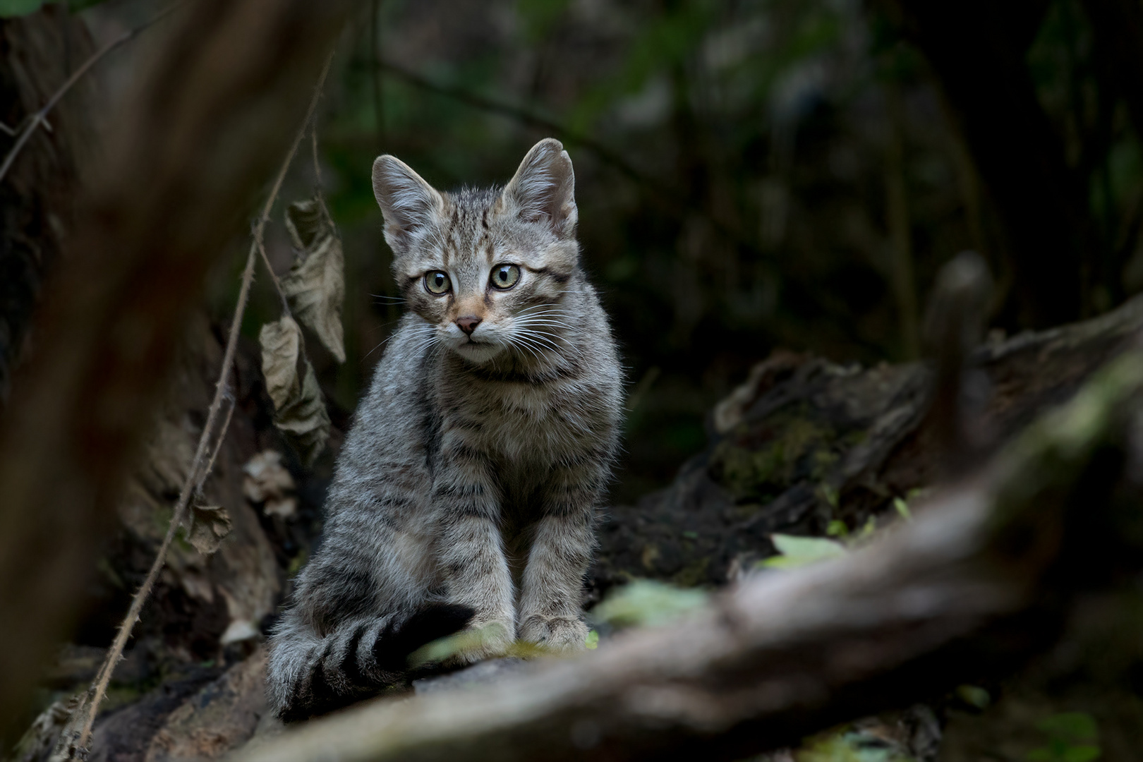Europaische Wildkatze Jungtier Foto Bild Natur Katze Katzen Bilder Auf Fotocommunity