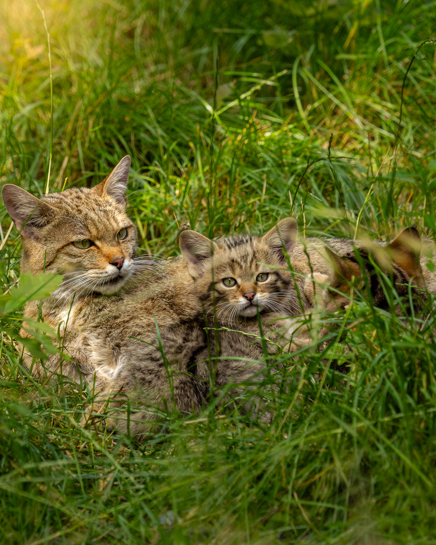 Europäische Wildkatze mit Nachwuchs