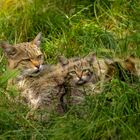 Europäische Wildkatze mit Nachwuchs