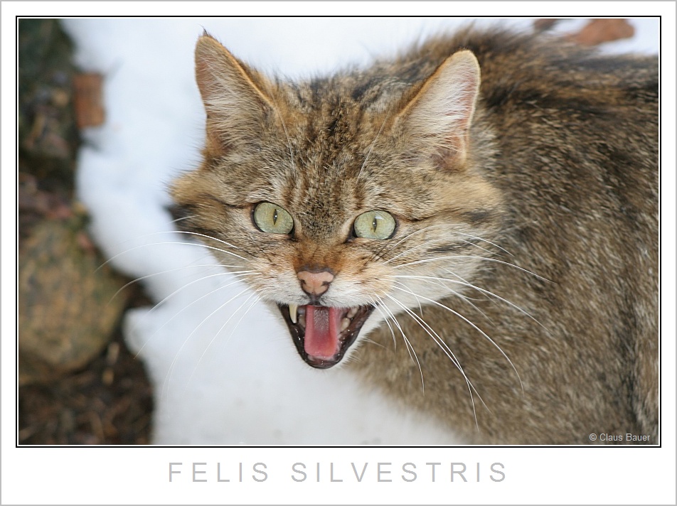 Europäische Wildkatze +++ Nationalpark Bayerischer Wald