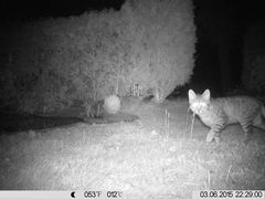 Europäische Wildkatze oder Waldkatze