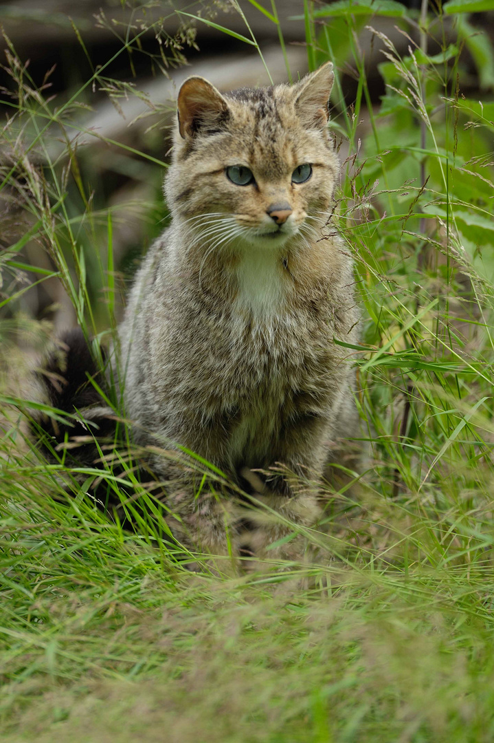 Europäische Wildkatze oder Waldkatze (Felis silvestris silvestris)