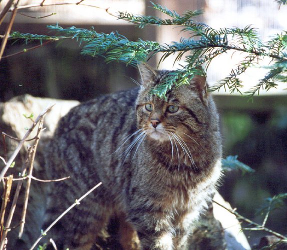 Europäische Wildkatze ohne Füße *grr*