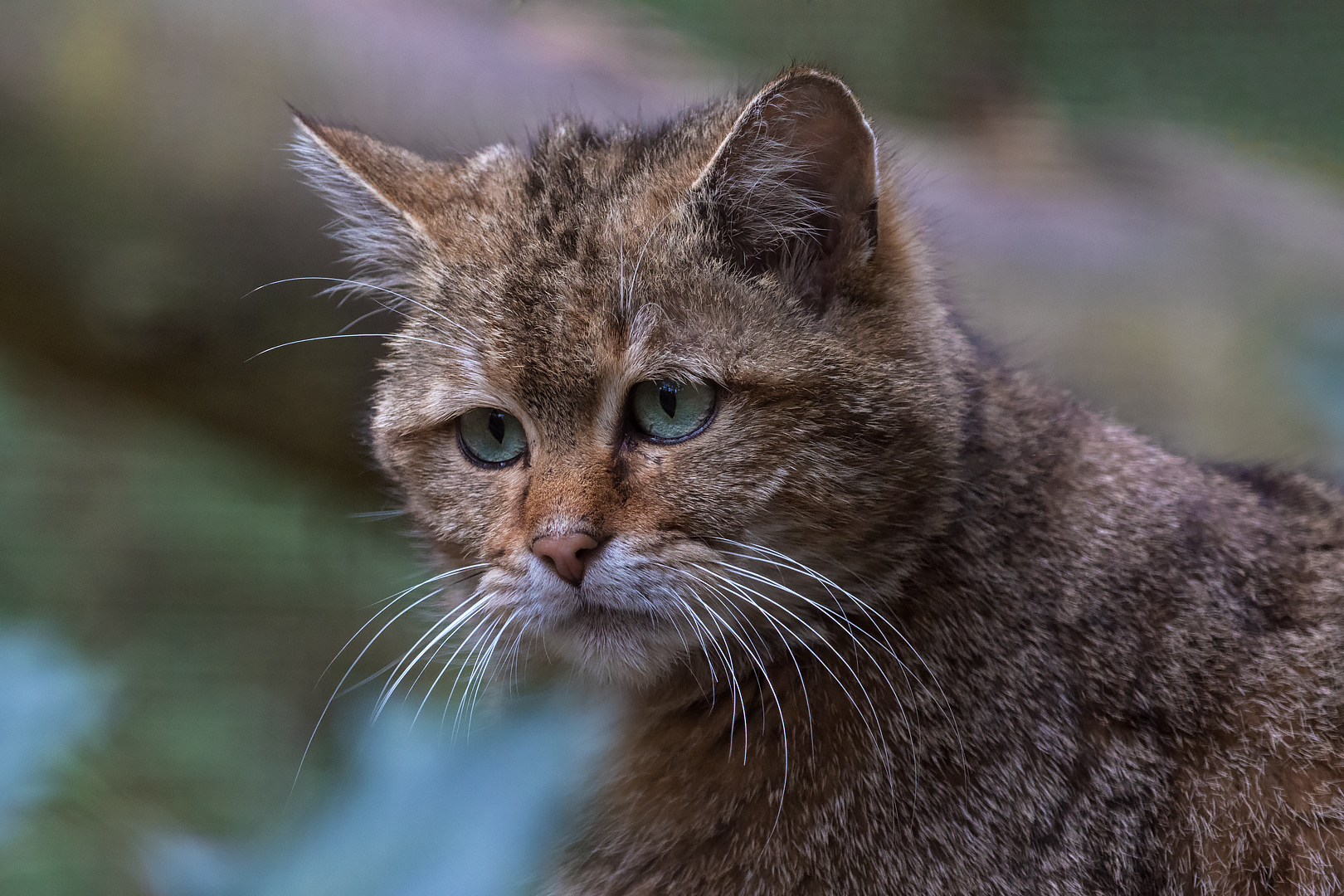 Europäische Wildkatze-Portrait 