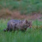   Europäische-Wildkatze  Sommer 2020