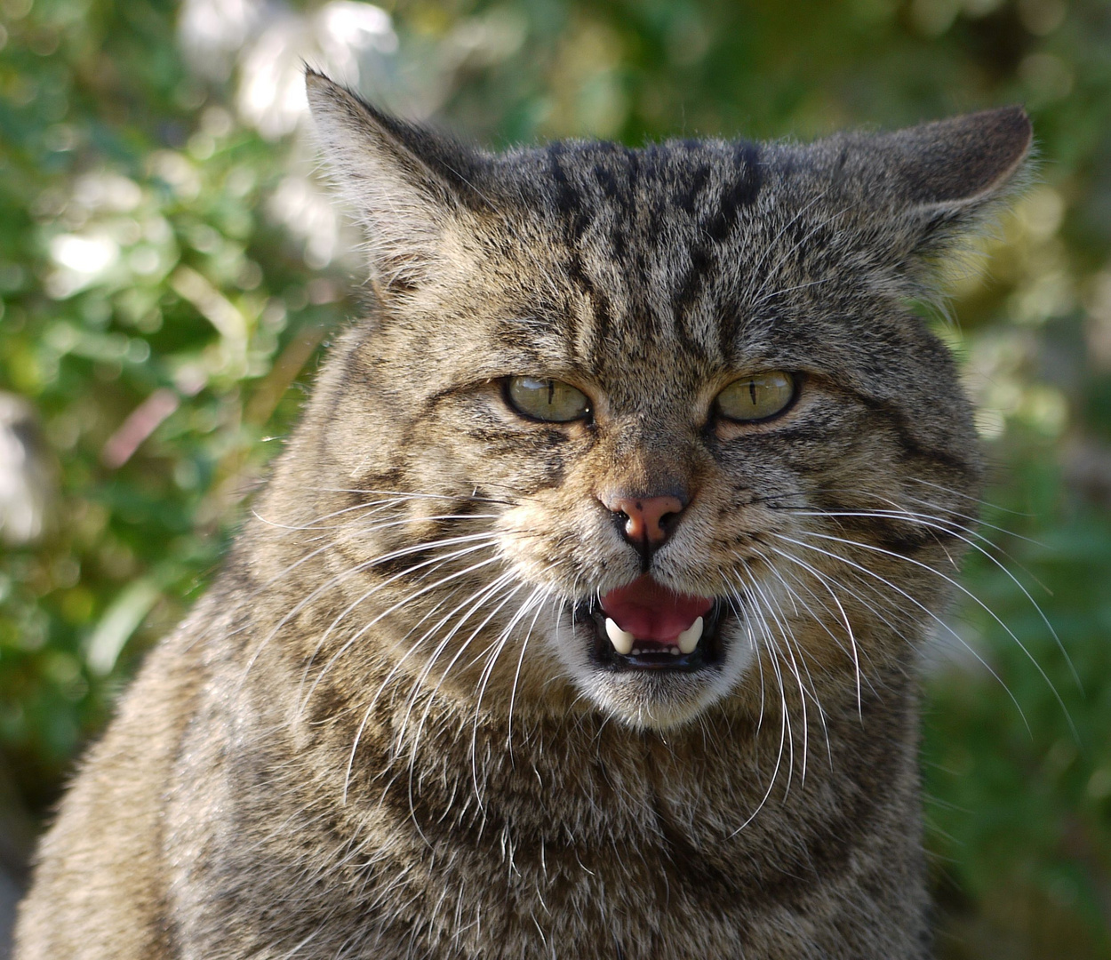 Europäische Wildkatze/2