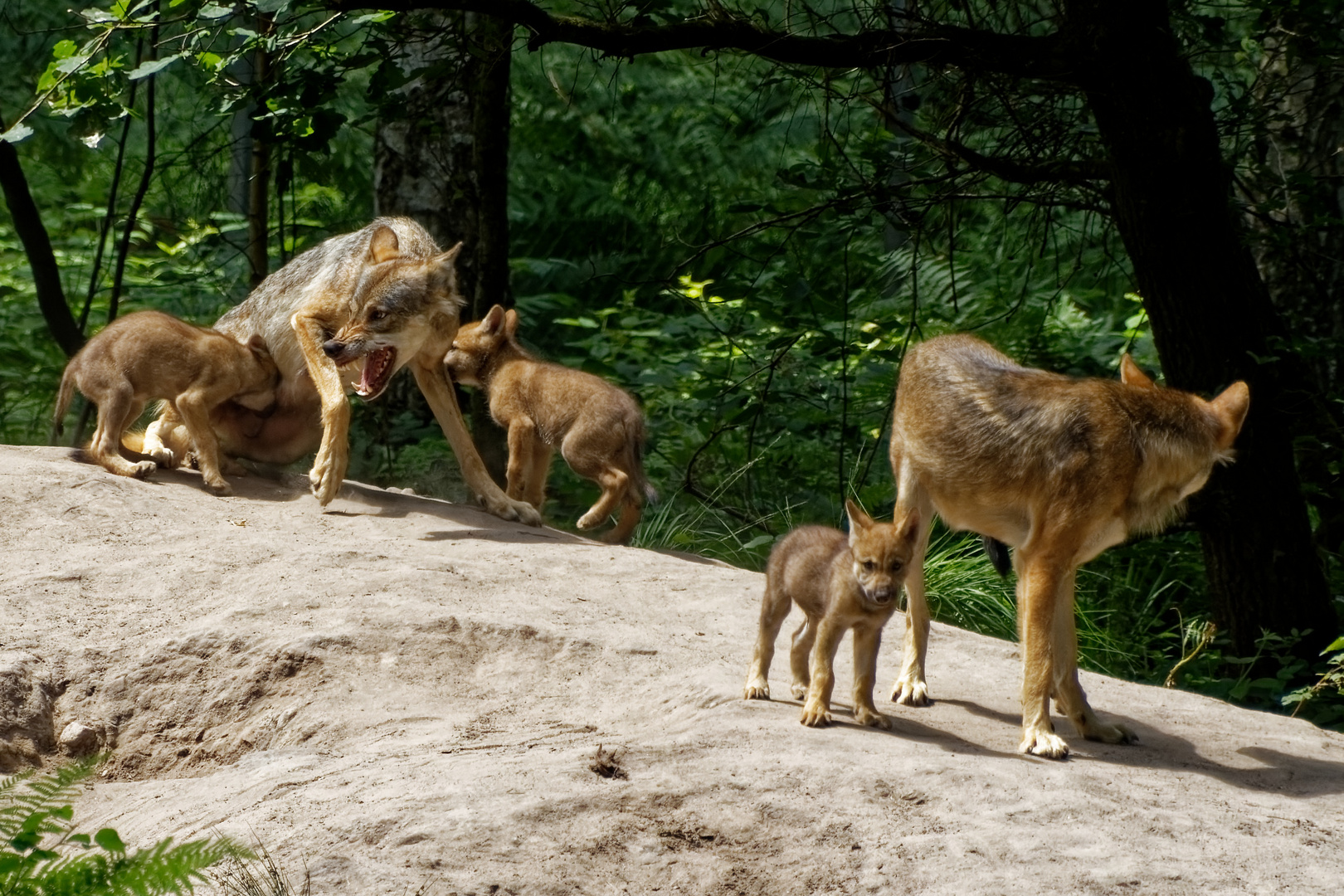 Europäische Wölfe mit jung Tiere