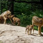 Europäische Wölfe mit jung Tiere