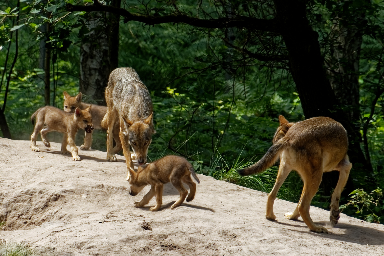 Europäische Wölfe mit jung Tiere