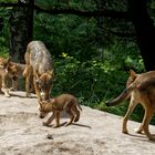 Europäische Wölfe mit jung Tiere