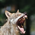 Europäische Wolf