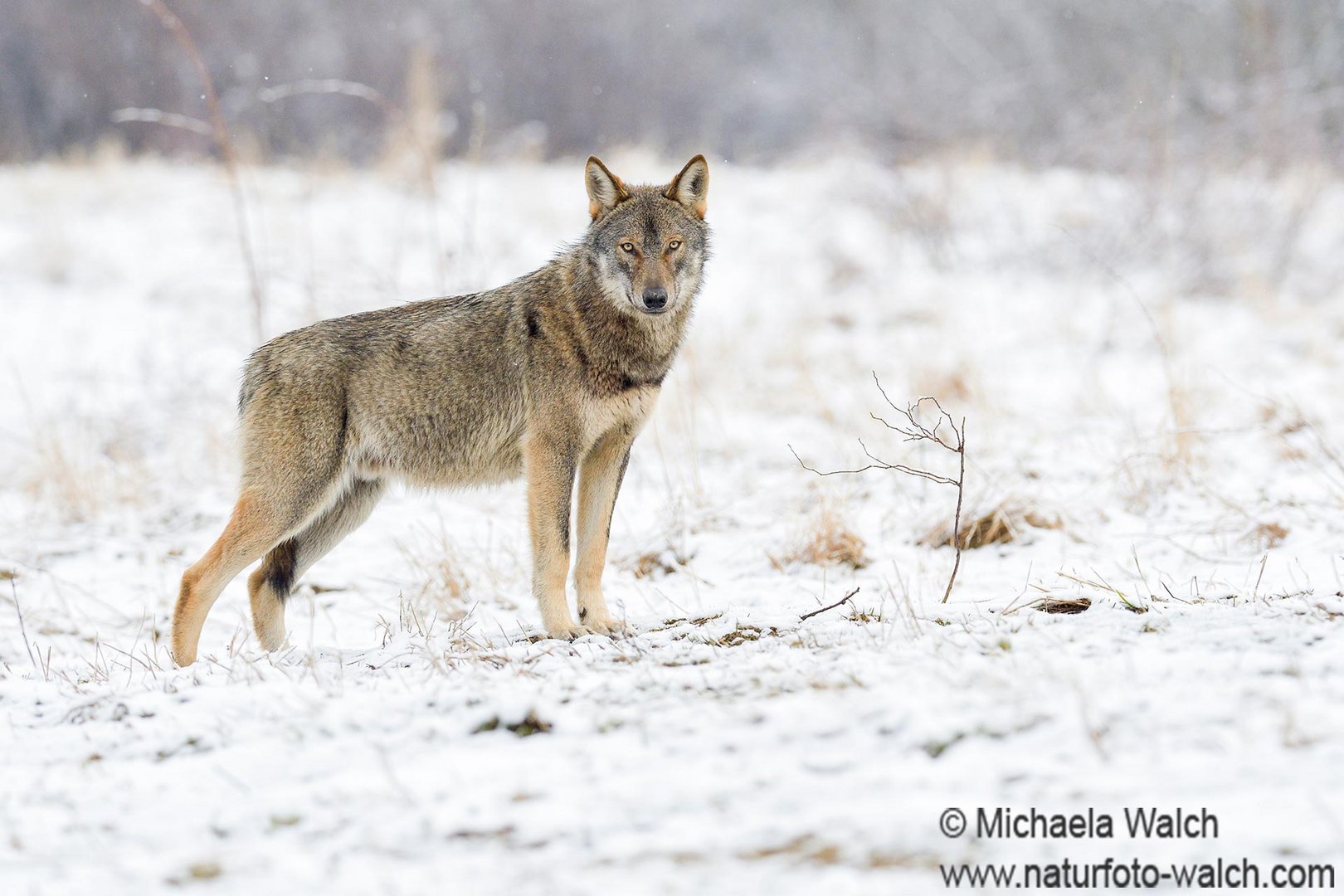 Europäische Wolf 