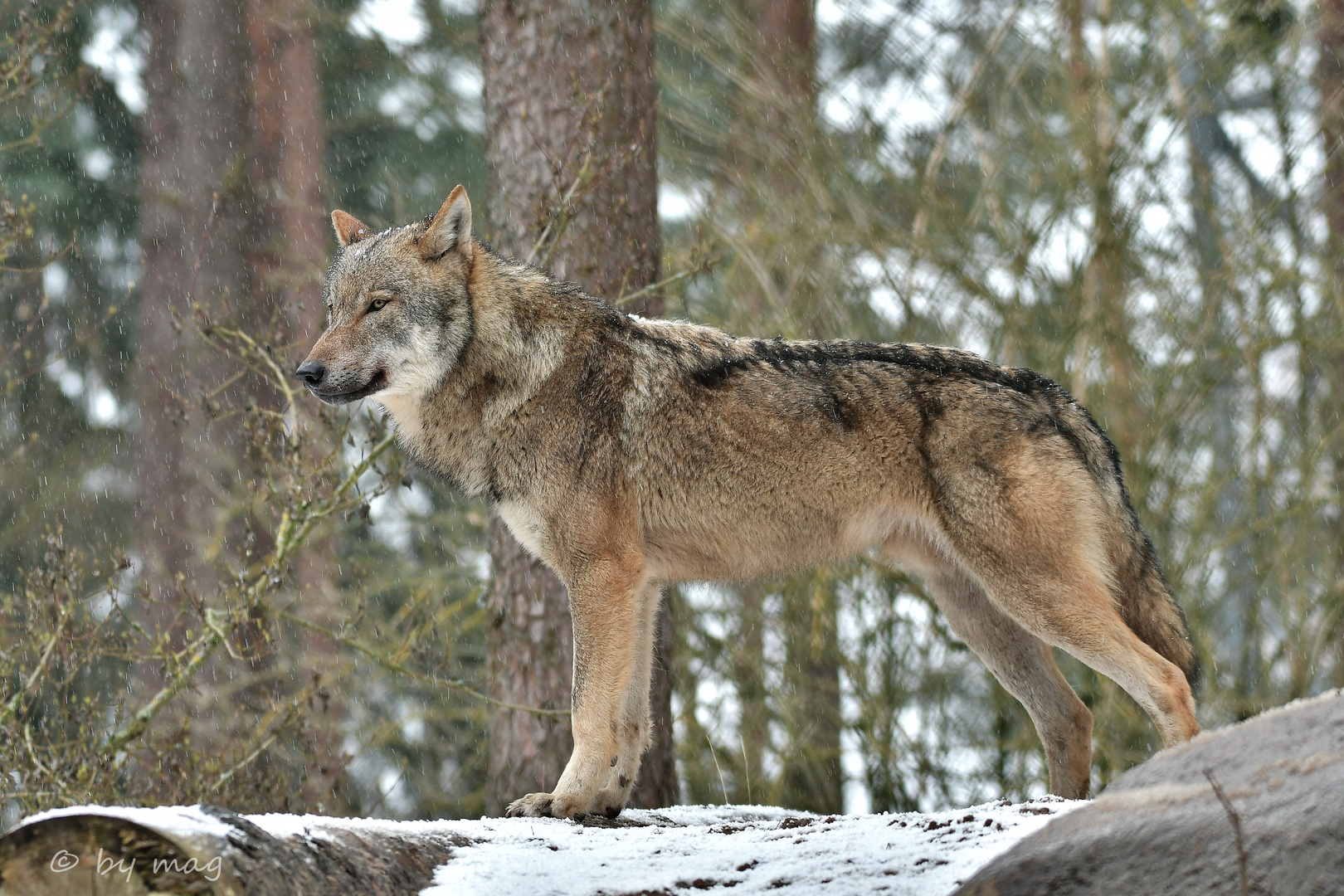 Europäische Wolf