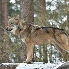 Europäische Wolf