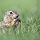 Europäische Ziesel (Spermophilus citellus)