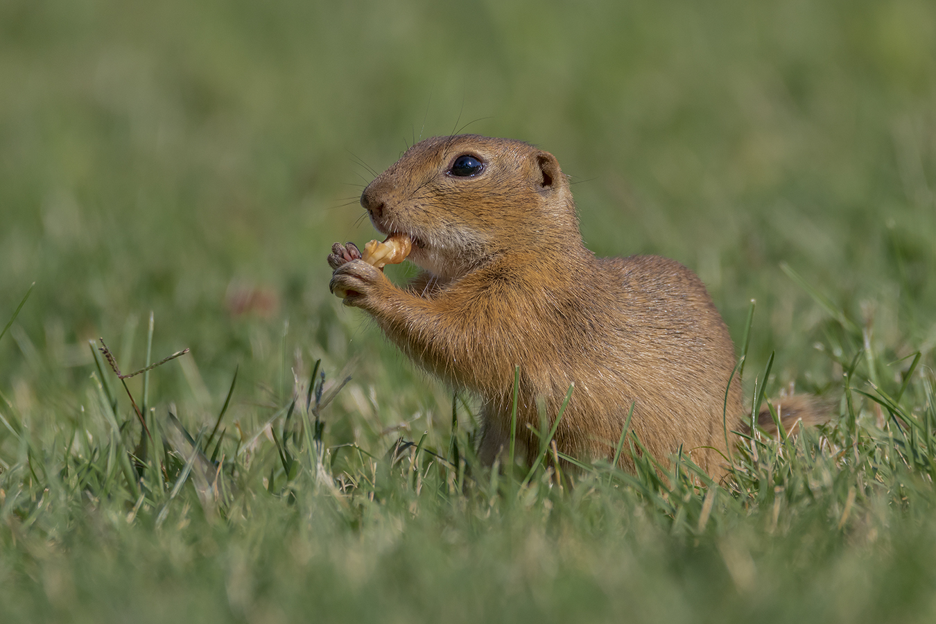 Europäische Ziesel (Spermophilus)