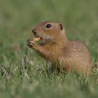 Europäische Ziesel (Spermophilus)