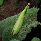 Europäischen Gottesanbeterin (Mantis religiosa)