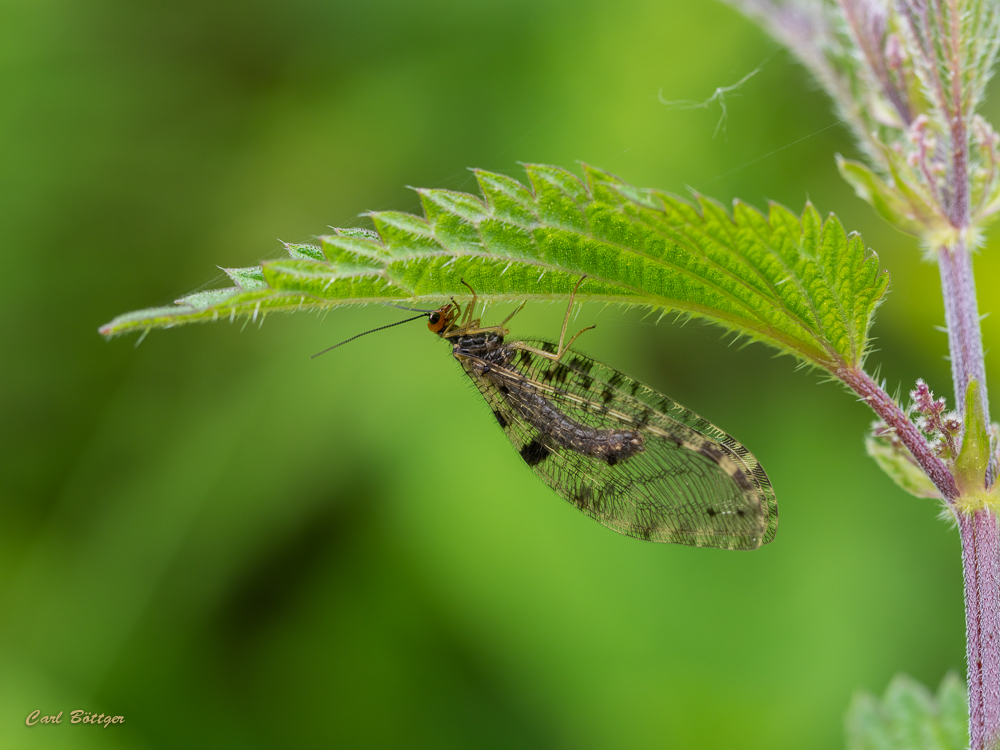 Europäischer Bachhaft (Osmylus fulvicephalus)