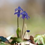 Europäischer Blaustern 1/12