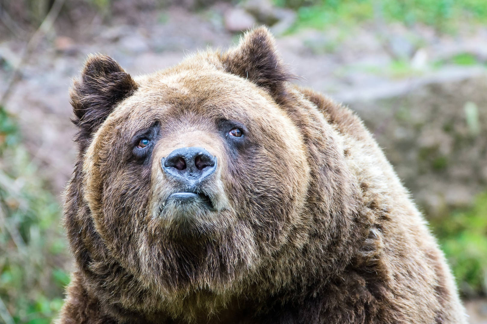 europ-ischer-braun-b-r-2-foto-bild-tiere-zoo-wildpark-falknerei