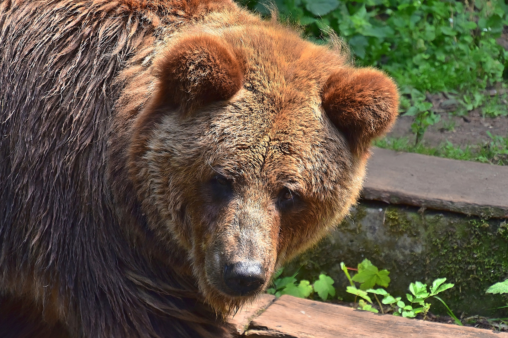 Europäischer Braunbär