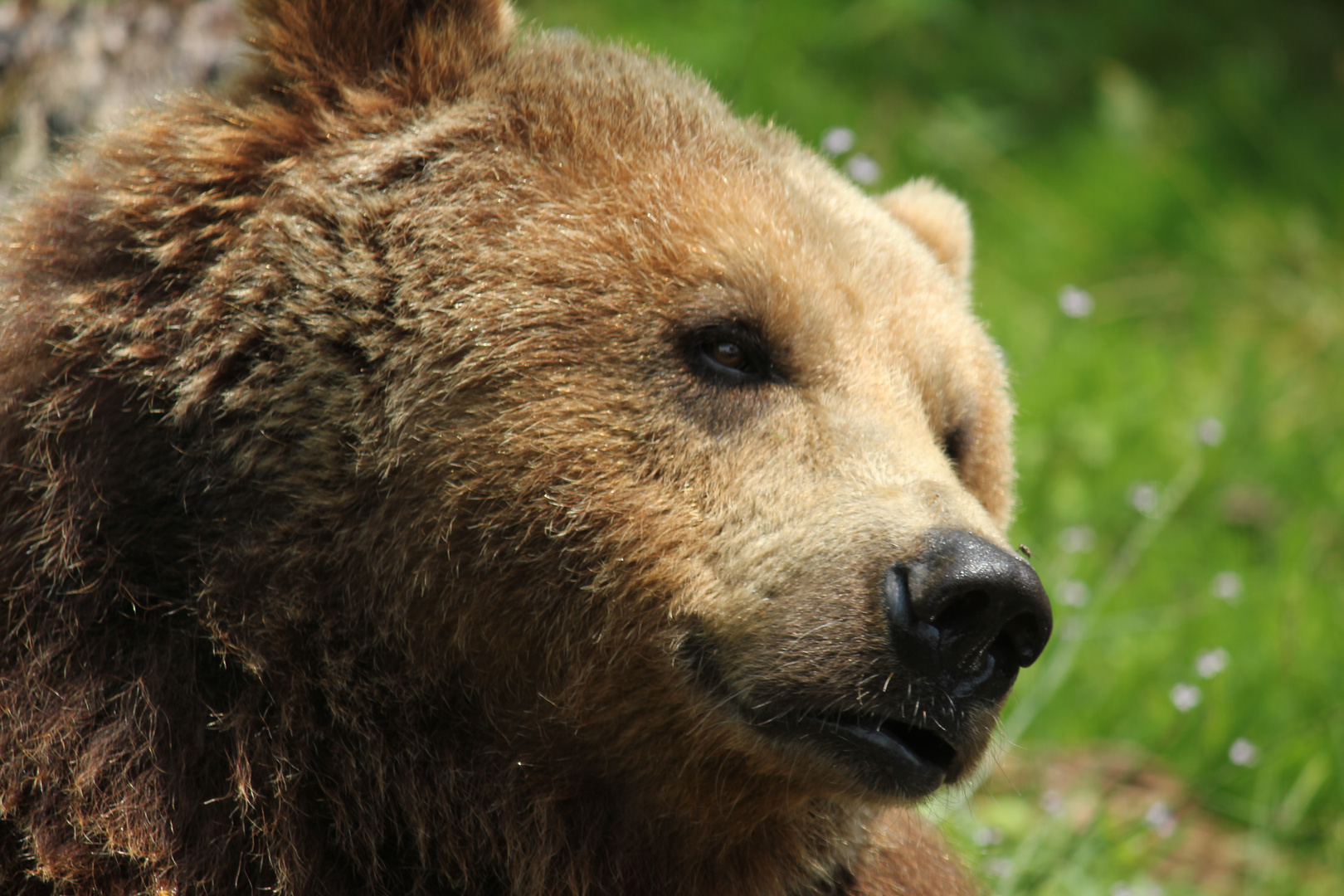 Europäischer Braunbär