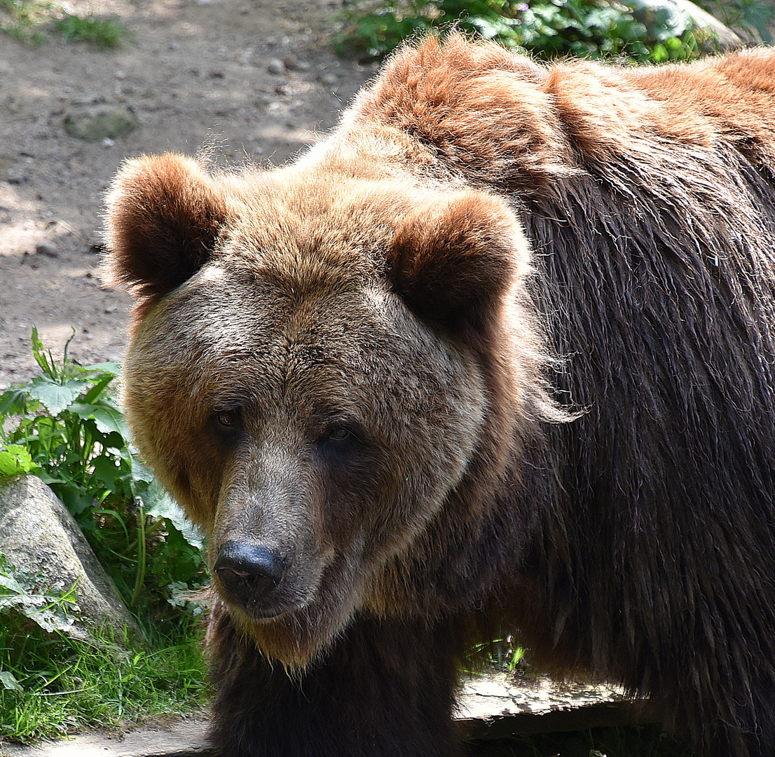 Europäischer Braunbär