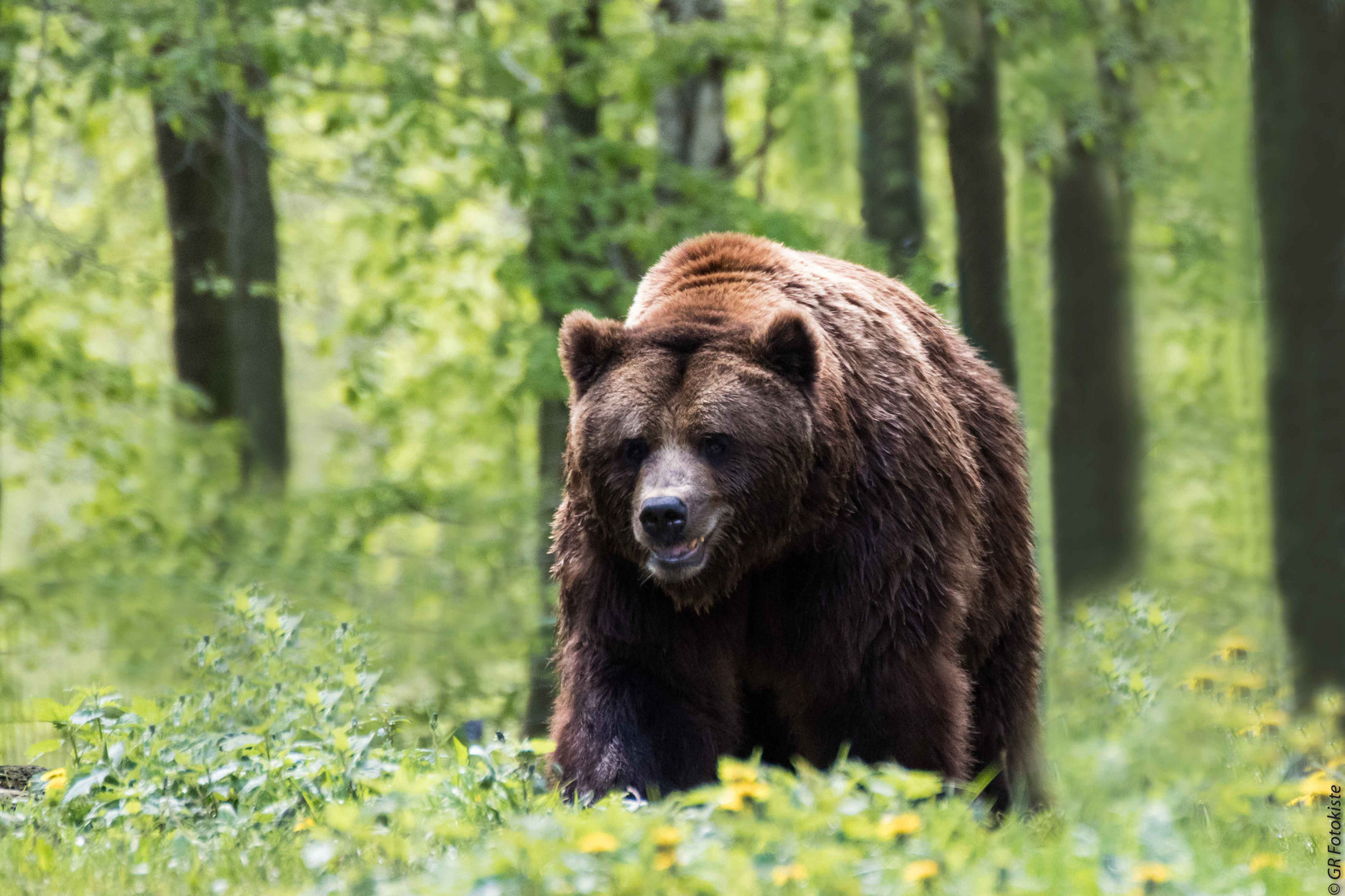 Europäischer Braunbär