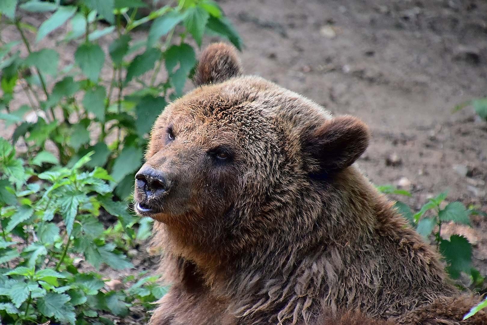 Europäischer Braunbär