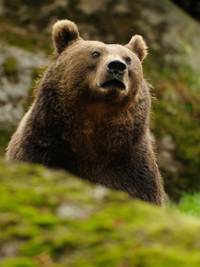 Europäischer Braunbär