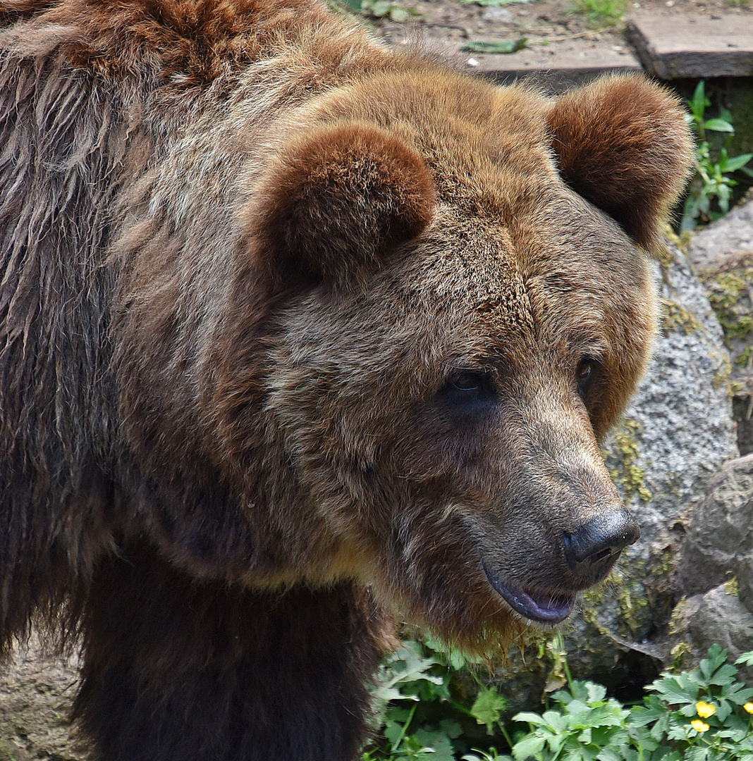 Europäischer Braunbär