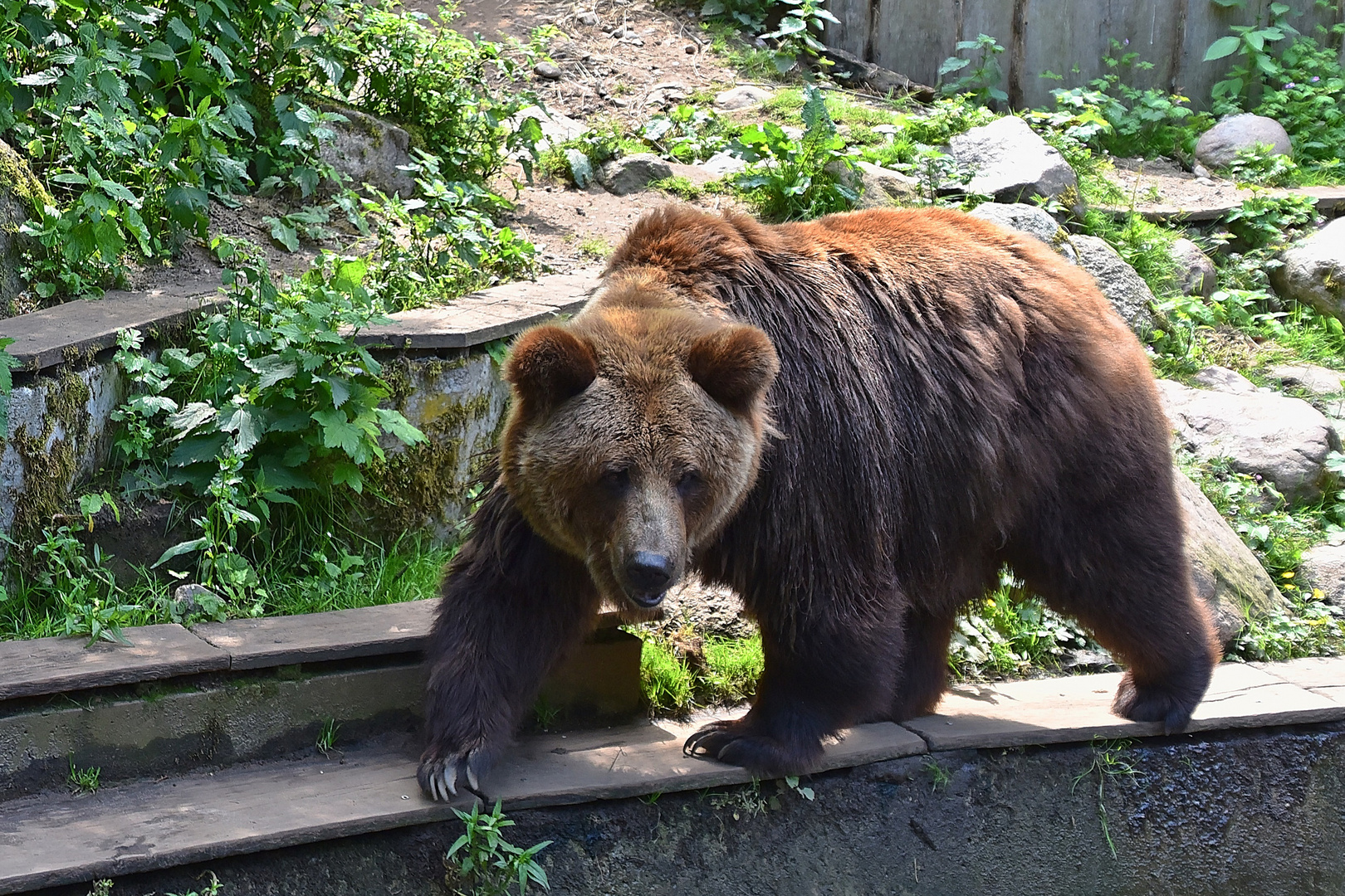 Europäischer Braunbär