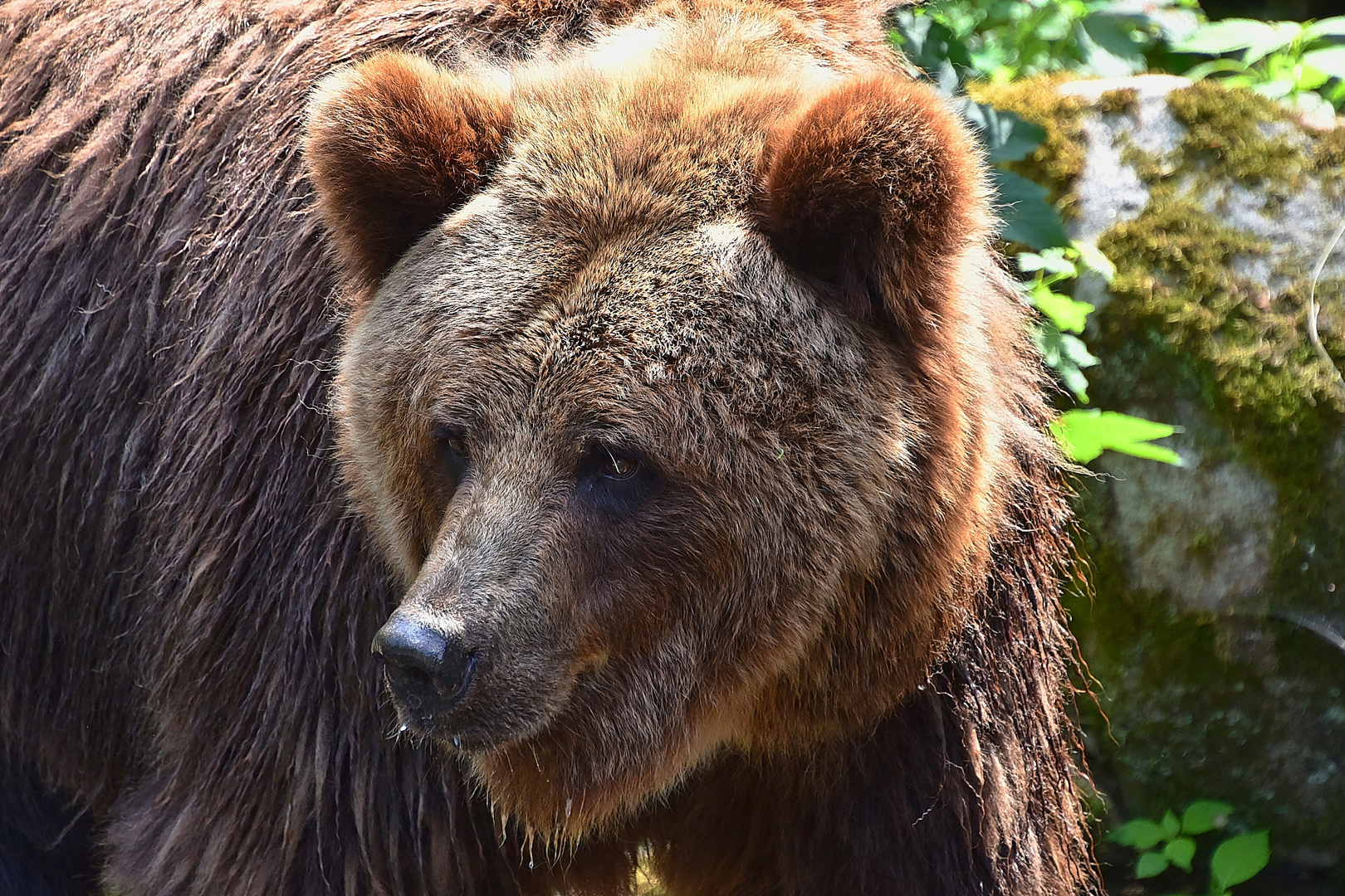 Europäischer Braunbär