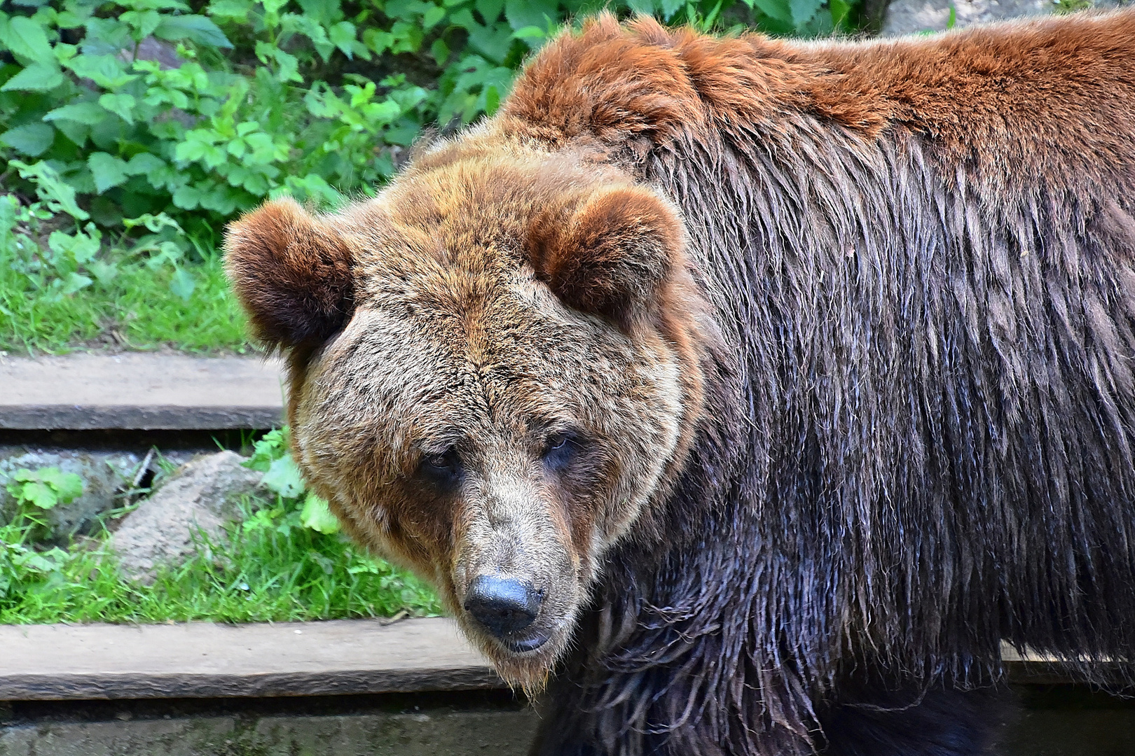 Europäischer Braunbär