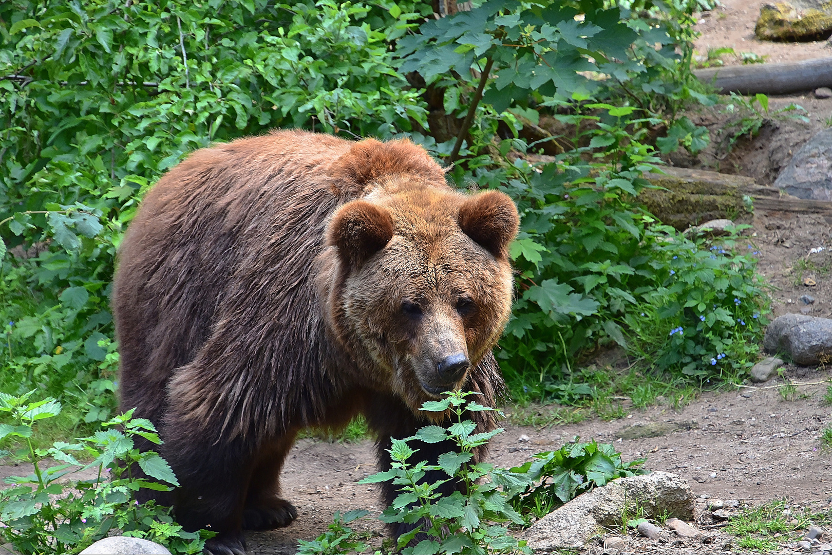 Europäischer Braunbär