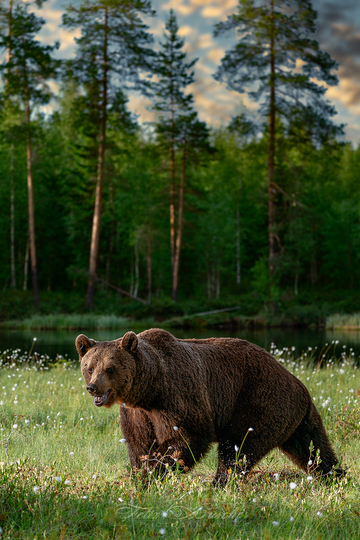 Europäischer Braunbär