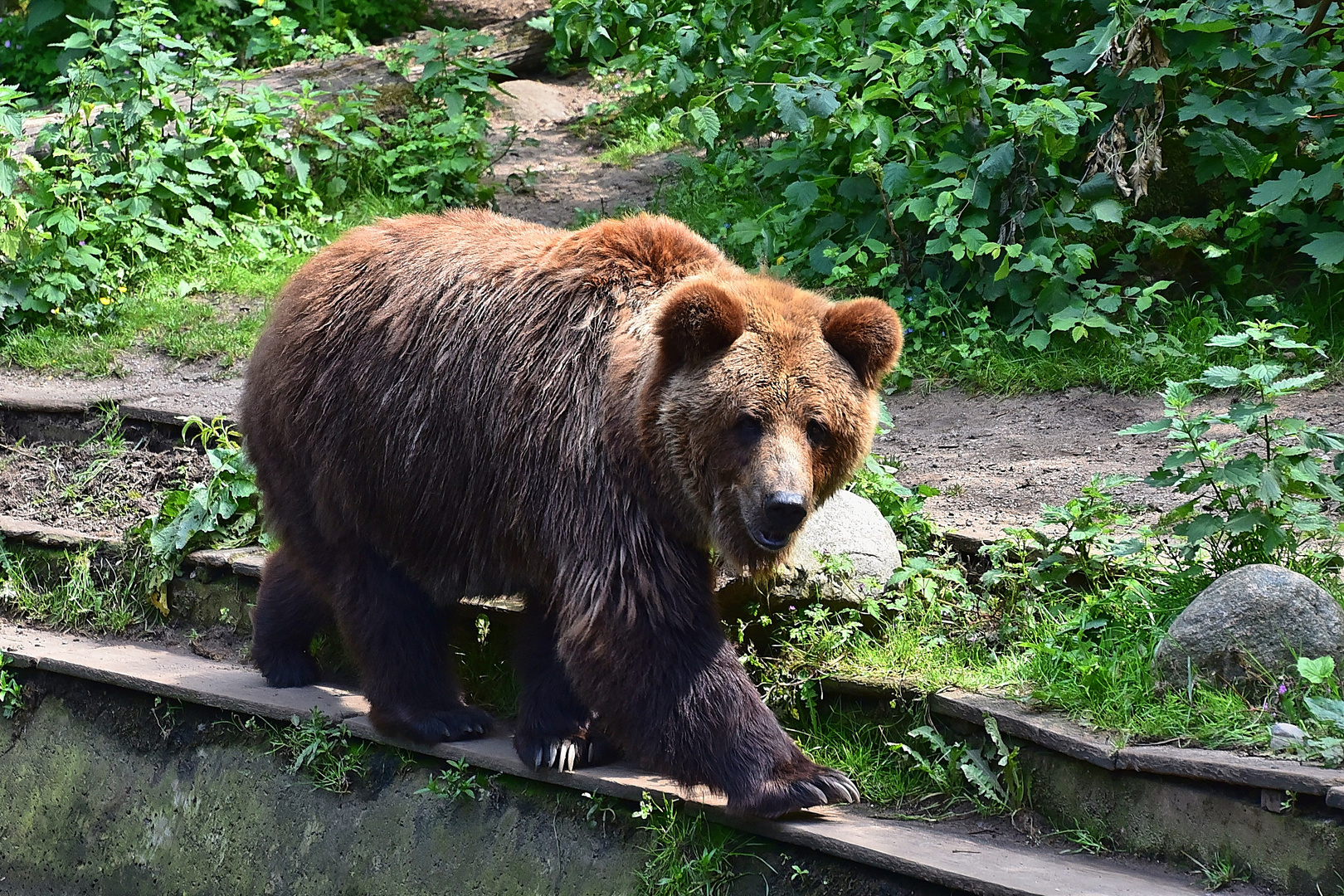 Europäischer Braunbär