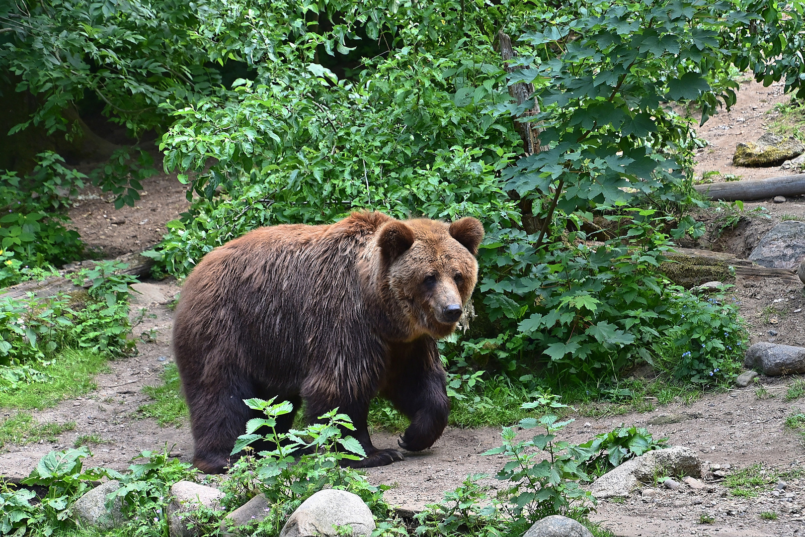 Europäischer Braunbär