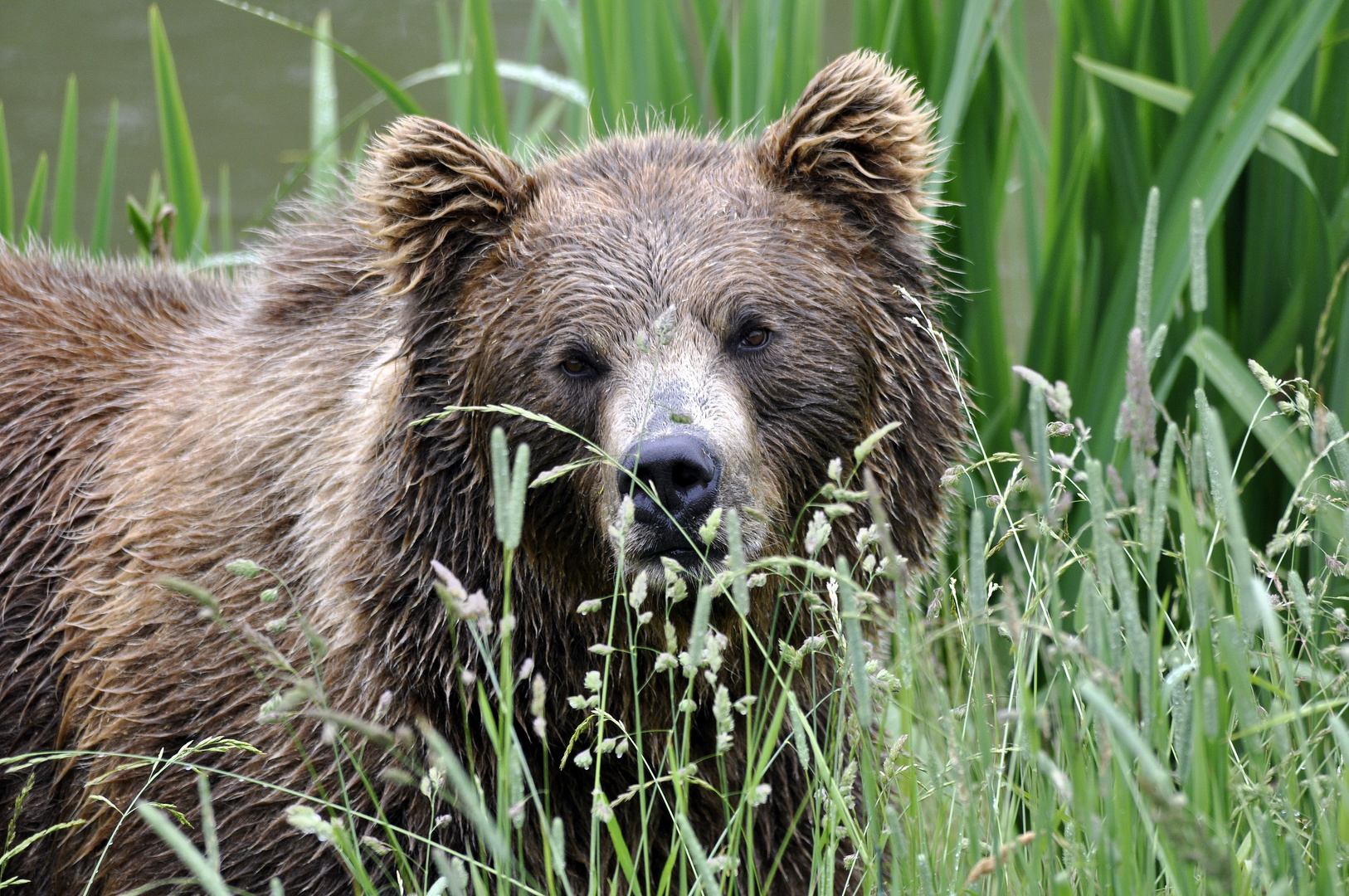 Europäischer Braunbär - Bärenportrait